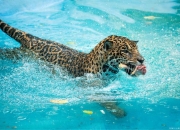 开云体育登录-包含美洲猛将登顶，击败对手夺取游泳金牌的词条